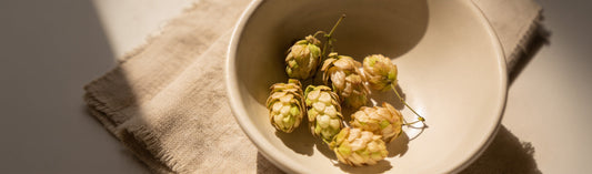 Hops: Not Just for Beer, How This Ancient Herb Supports Sleep