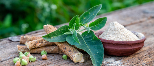 Why Ashwagandha Root Has Always Been the Right Choice